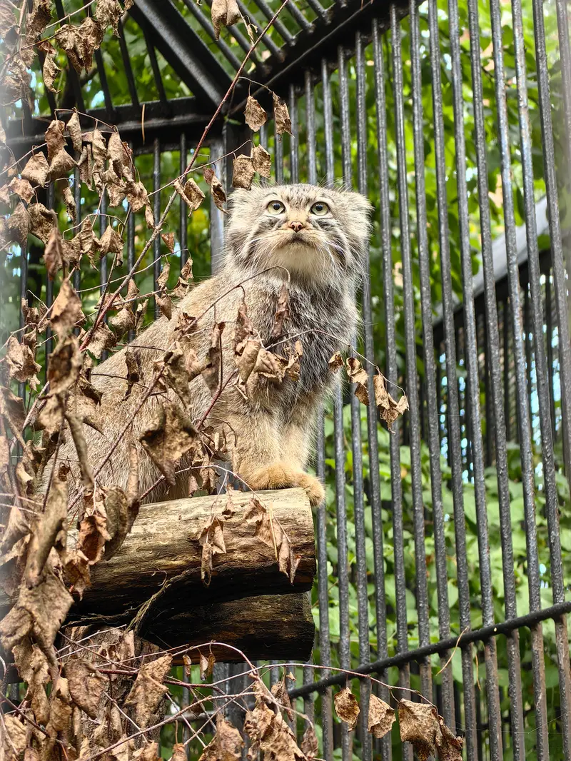 ノヴォシビルスク動物園のガビの写真