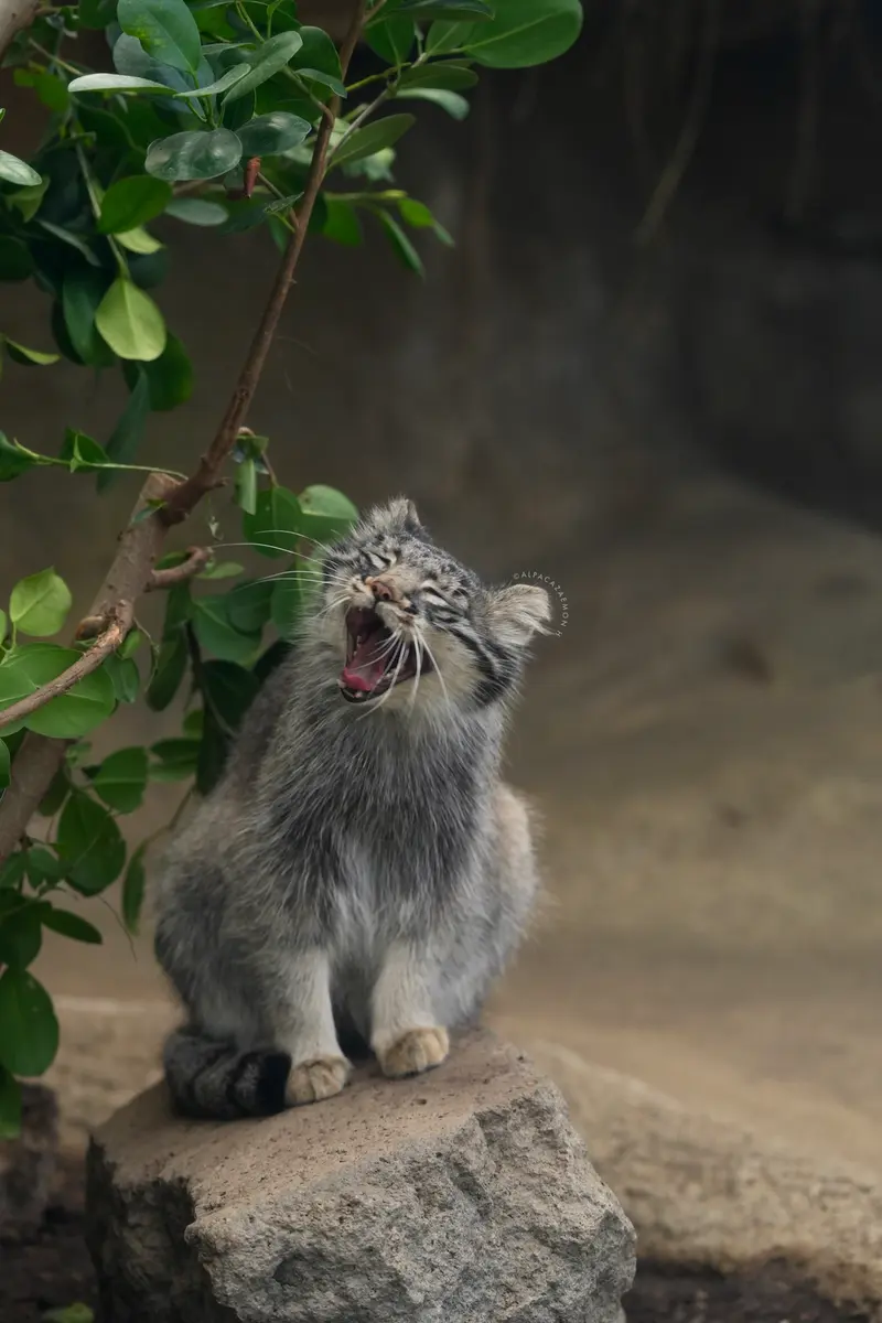 神戸どうぶつ王国のメイの写真