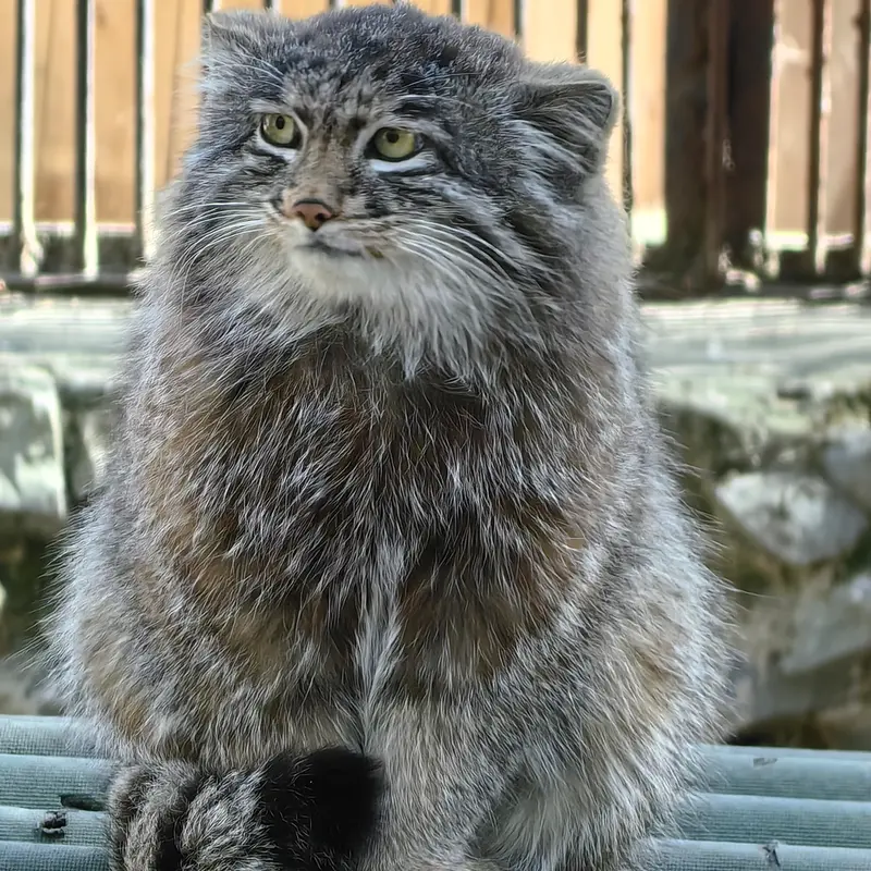 ノヴォシビルスク動物園のグレイの写真