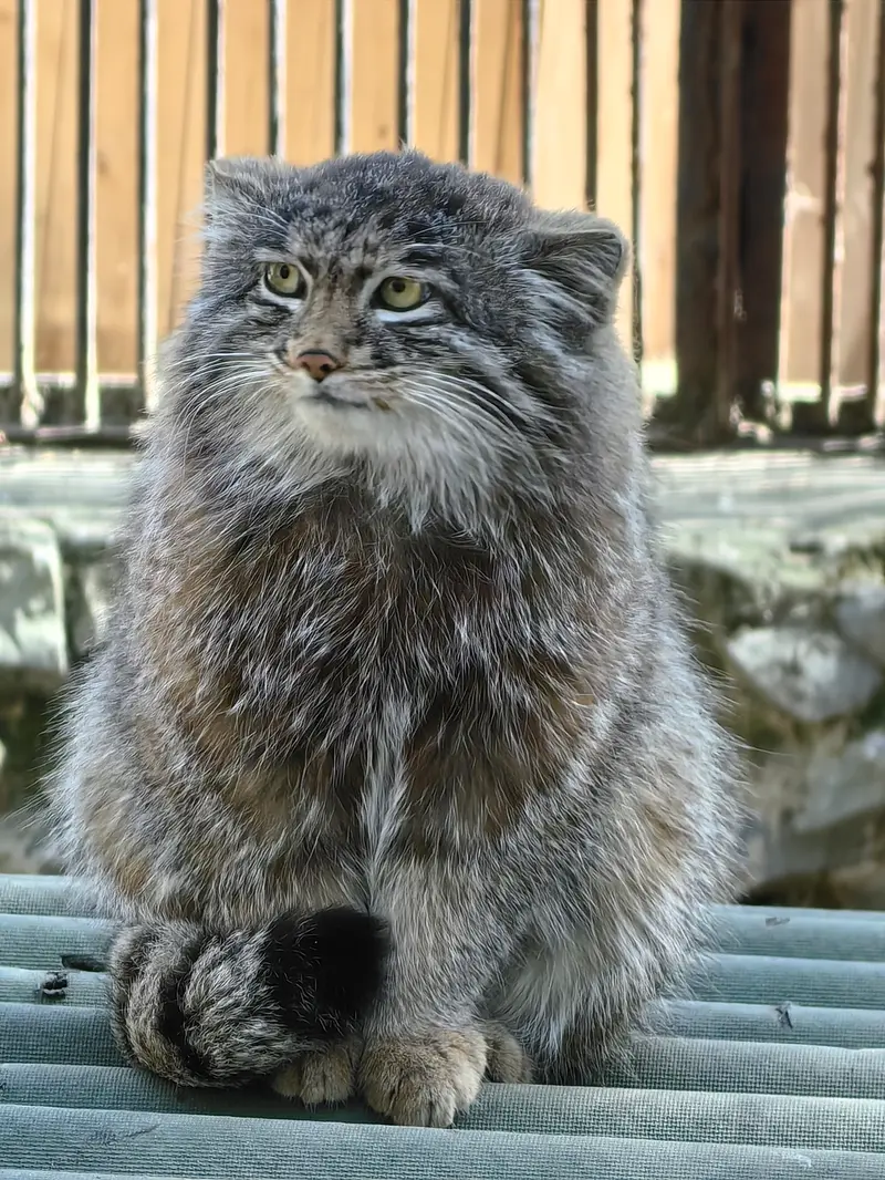 ノヴォシビルスク動物園のグレイの写真