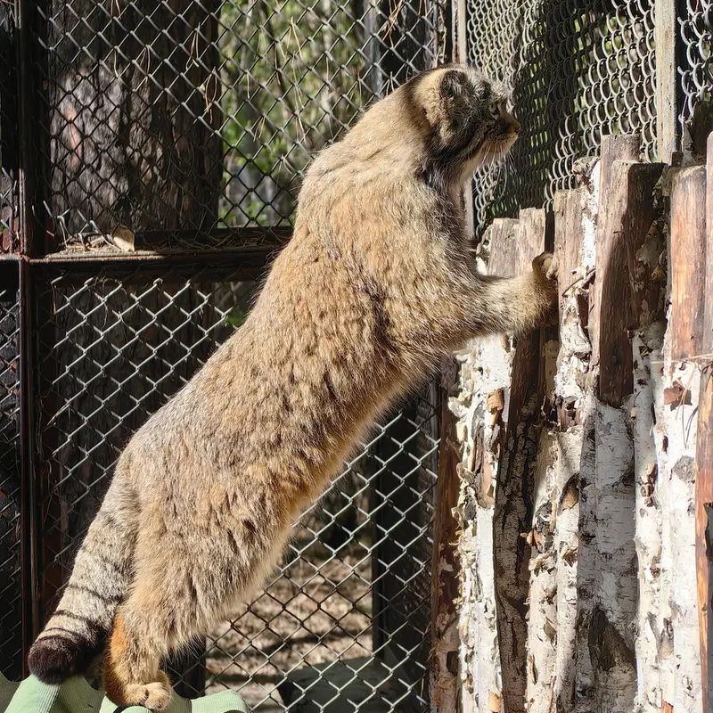 ノヴォシビルスク動物園のジョージの写真