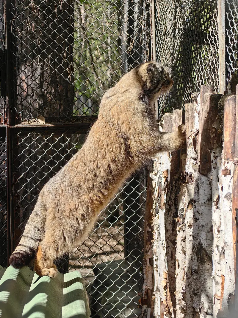 ノヴォシビルスク動物園のジョージの写真