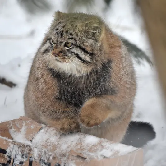 ノヴォシビルスク動物園のコソグラジクの写真
