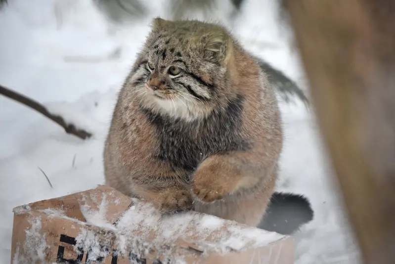 ノヴォシビルスク動物園のコソグラジクの写真