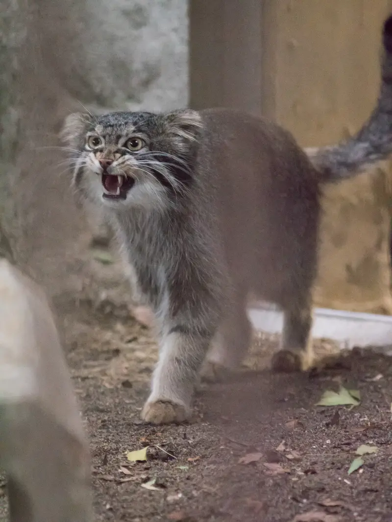 野毛山動物園のフィーガの写真