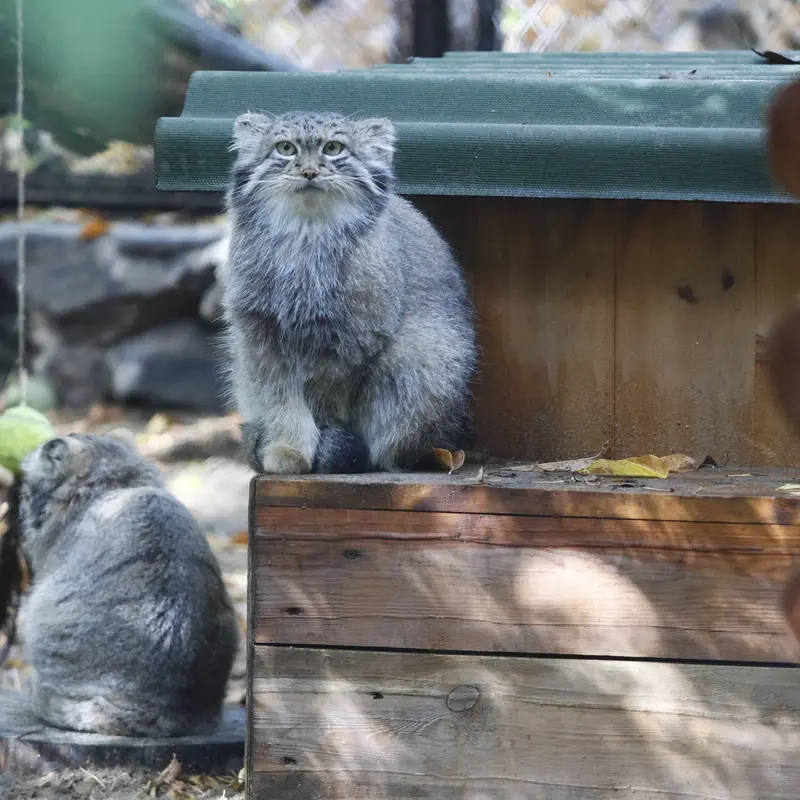 ノヴォシビルスク動物園のスネジャナの写真