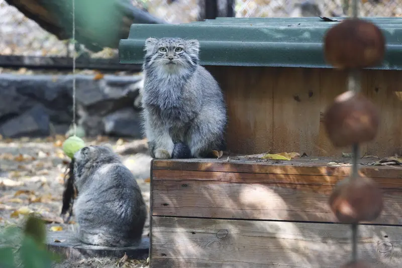 ノヴォシビルスク動物園のスネジャナの写真