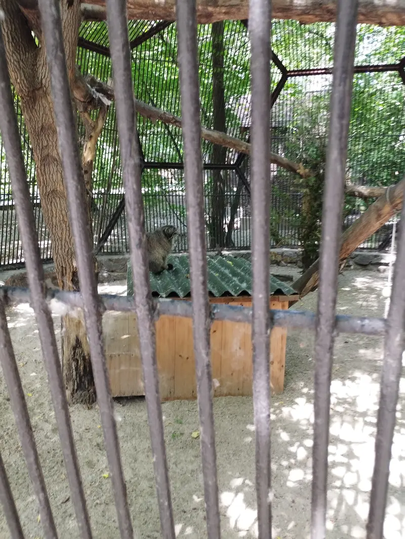 ノヴォシビルスク動物園のマヌルネコの写真