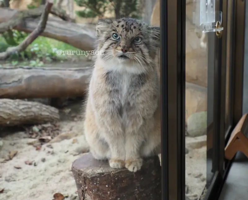 那須どうぶつ王国のボルの写真