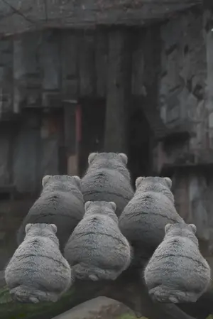 マヌルネコの写真