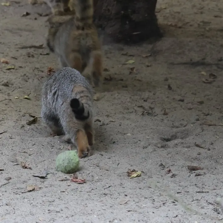 ノヴォシビルスク動物園のマヌルネコの写真