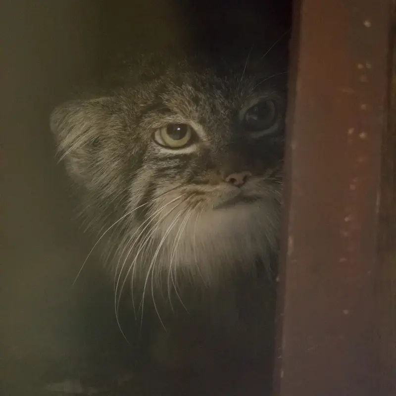 恩賜上野動物園のサフランの写真