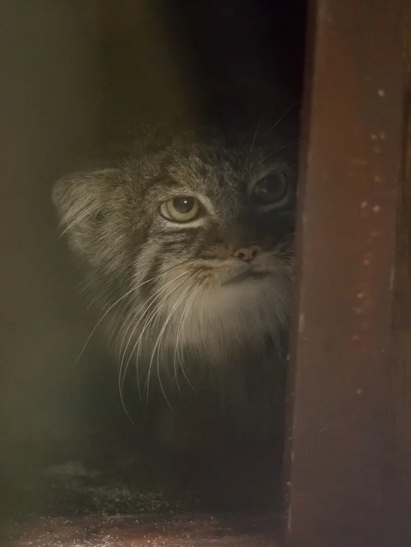 恩賜上野動物園のサフランの写真