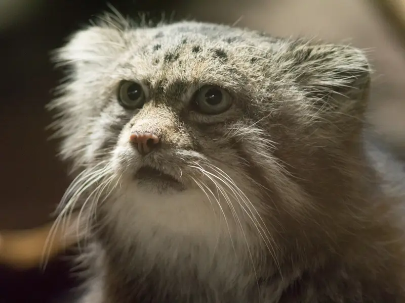 恩賜上野動物園のクリョンの写真