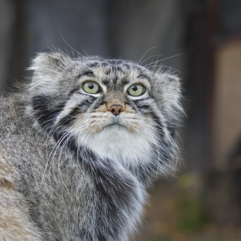 モスクワ動物園のティモフェイの写真