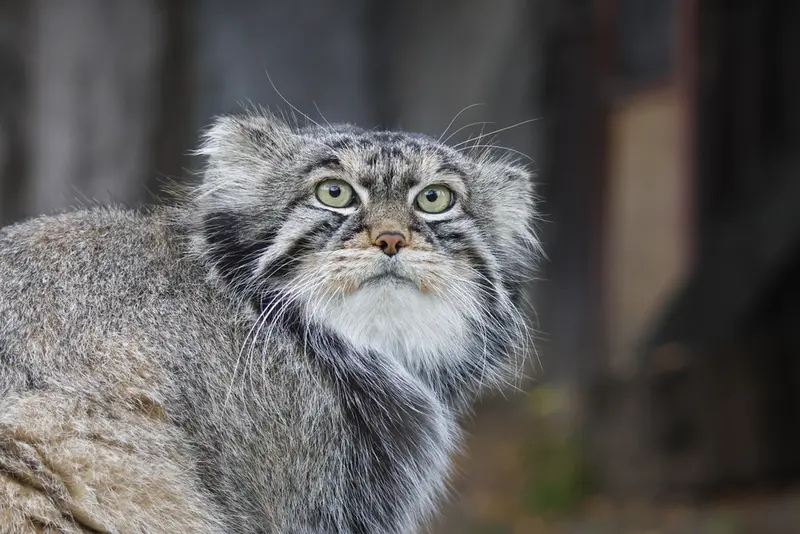 モスクワ動物園のティモフェイの写真