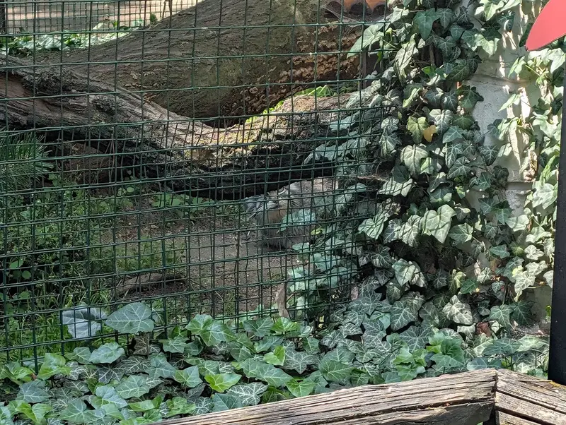 ホムトフ動物園のSiberian girlの写真