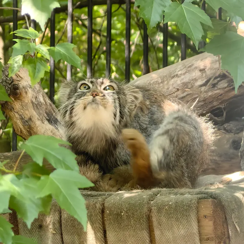 ノヴォシビルスク動物園のスキフの写真