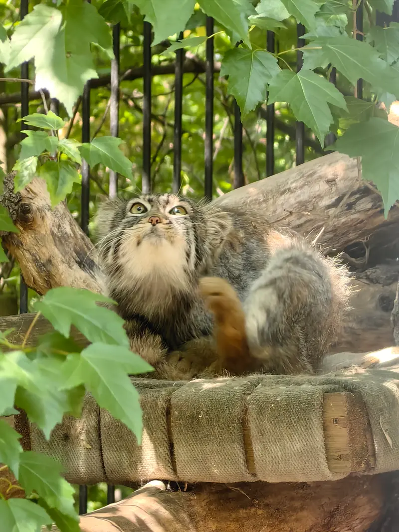 ノヴォシビルスク動物園のスキフの写真