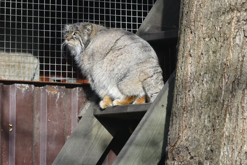 モスクワ動物園のティモフェイの写真