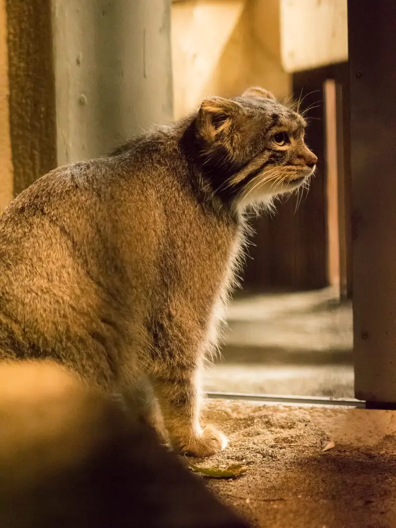 野毛山動物園のフィーガの写真