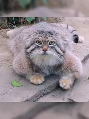 マヌルネコの写真