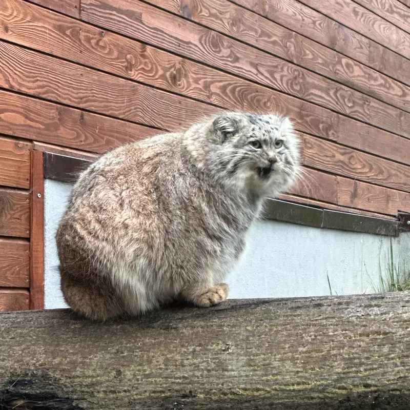 グダニスク動物園のマヌエルの写真