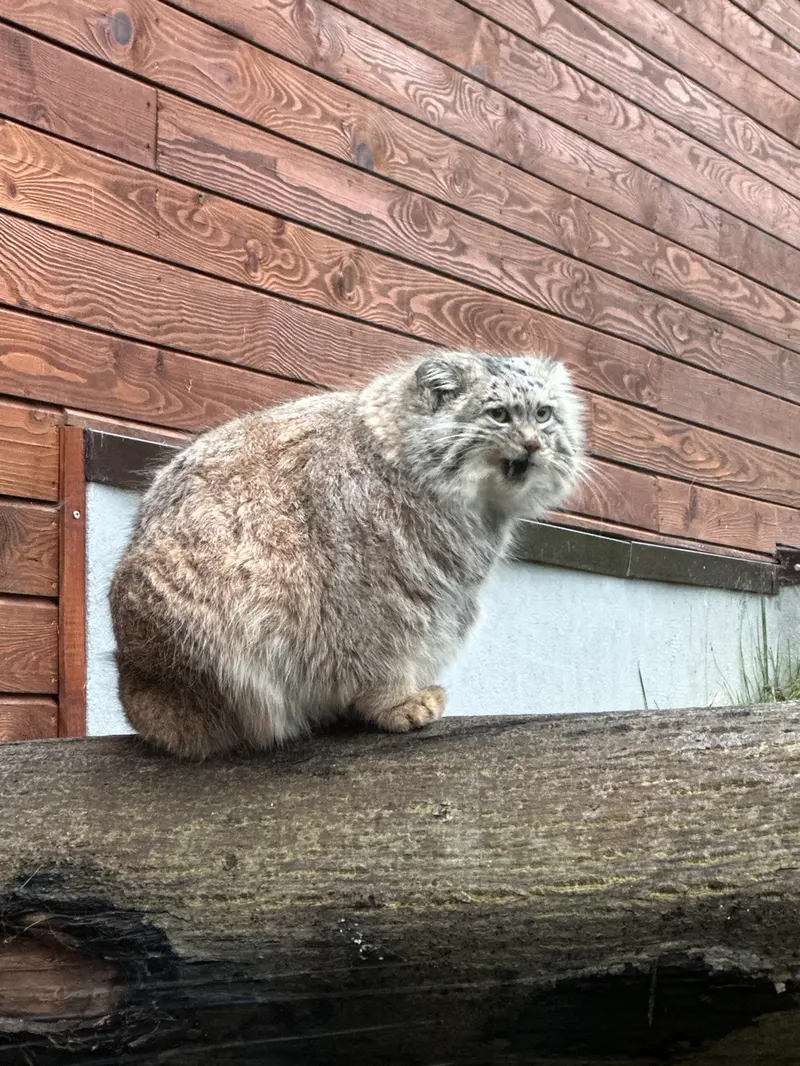 グダニスク動物園のマヌエルの写真
