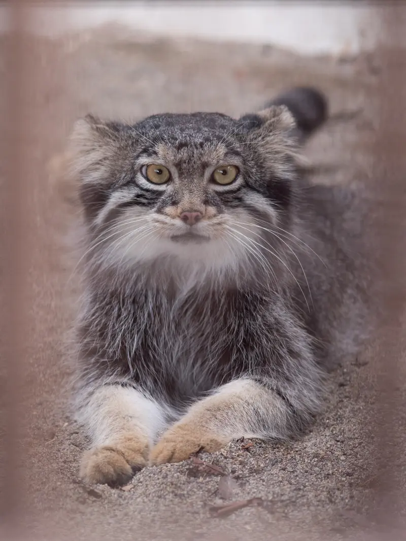 野毛山動物園のフィーガの写真