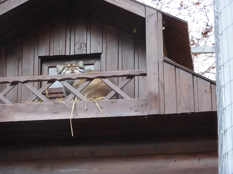 イジェフスク動物園（ウドムルト動物園）のアルタイの写真