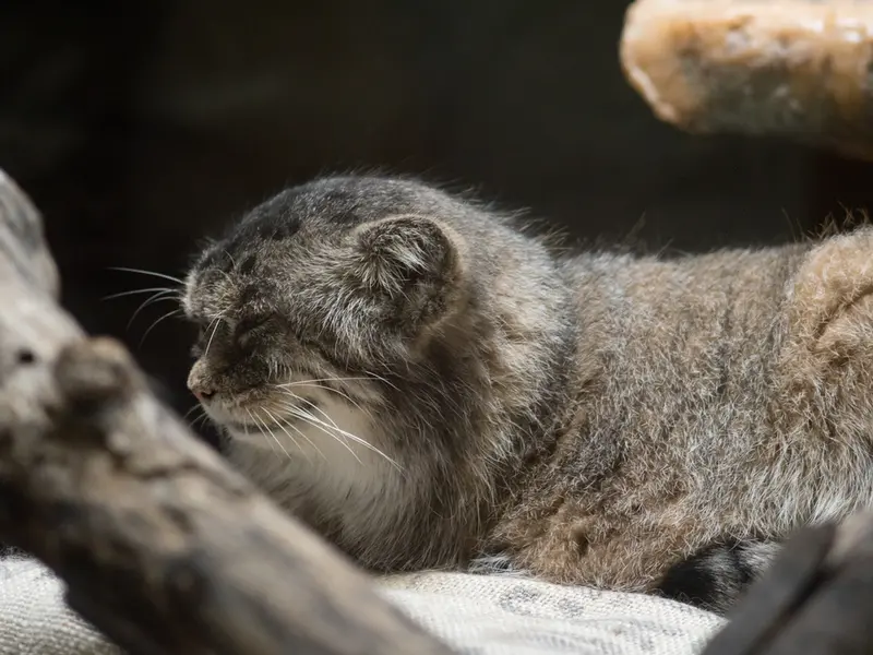 恩賜上野動物園のプリームラの写真