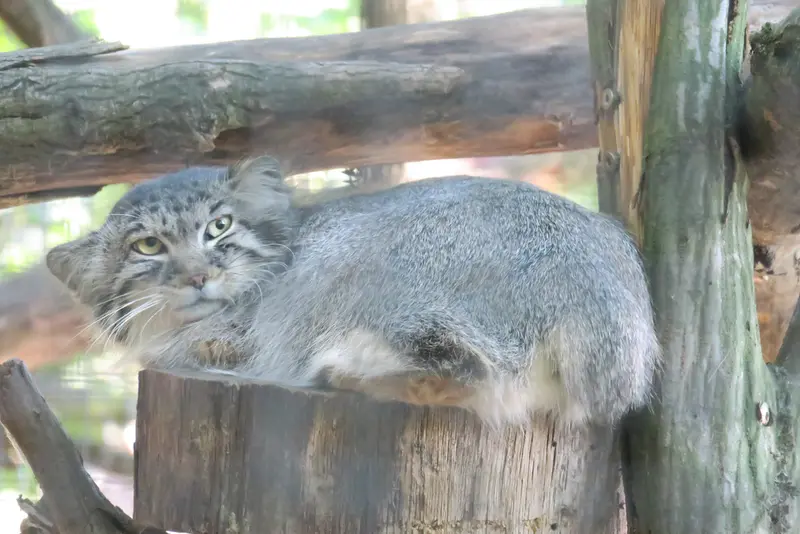 ブルノ動物園のアリウナーの写真