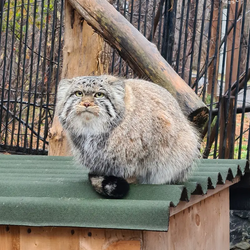 ノヴォシビルスク動物園のシルヴェスターの写真
