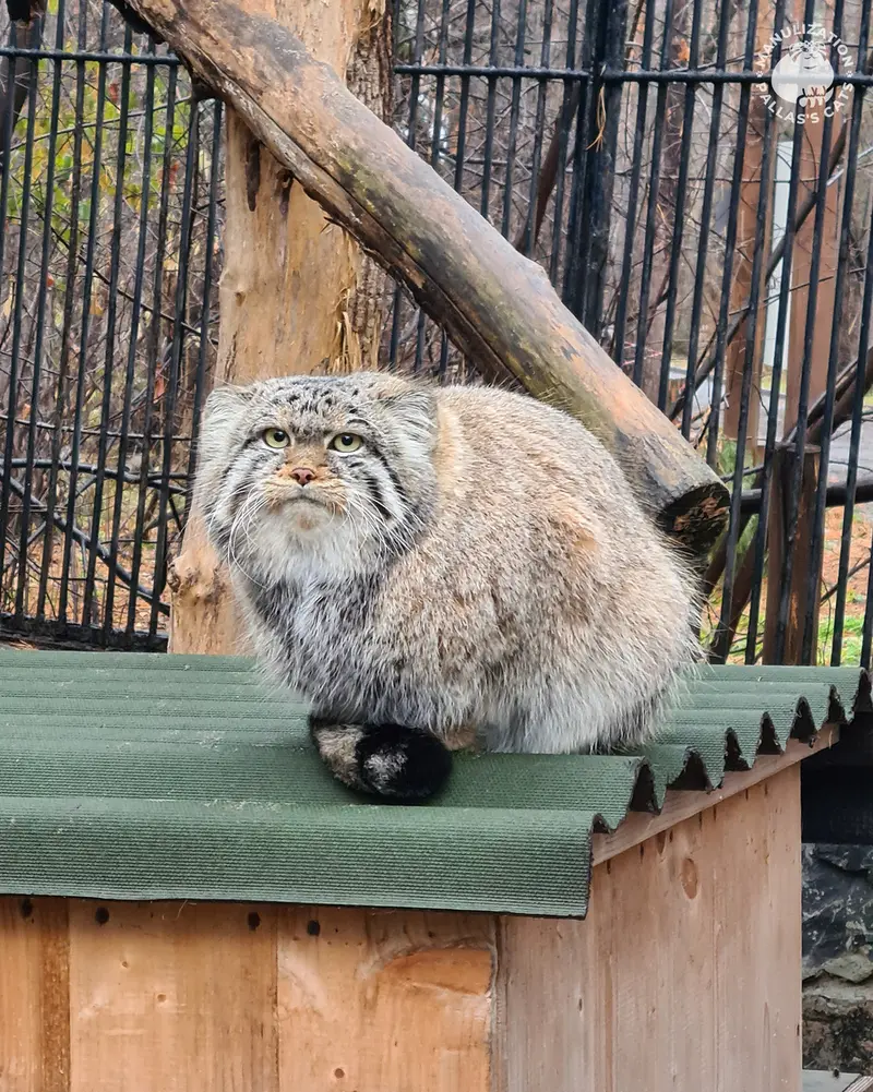 ノヴォシビルスク動物園のシルヴェスターの写真