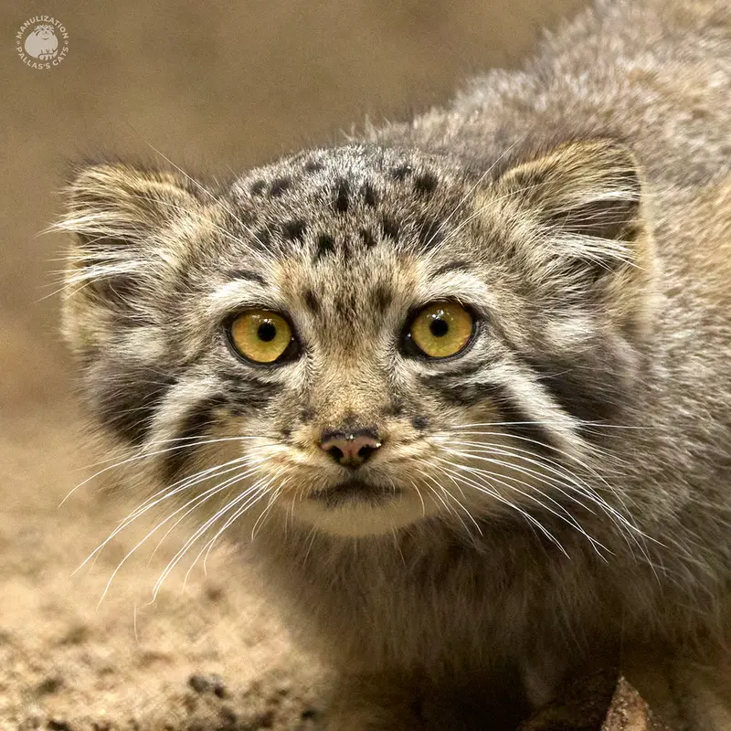 希少動物繁殖センターのマヌルネコのビヤ