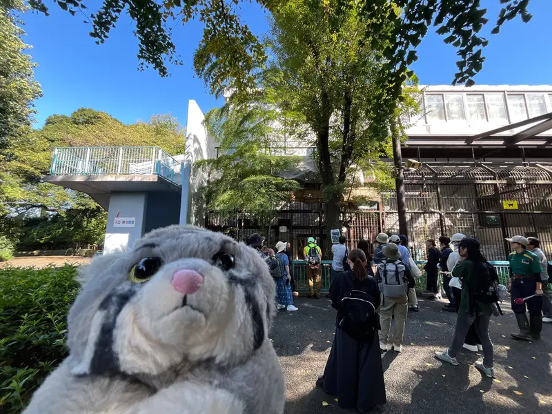 野毛山動物園のマヌルネコの写真