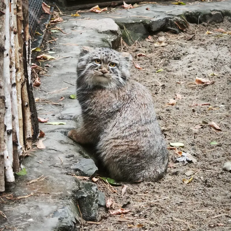 ノヴォシビルスク動物園のアデルの息子（2026年生まれ）Ⅲの写真
