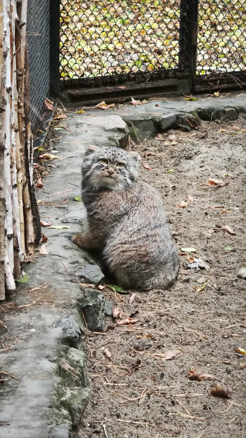 ノヴォシビルスク動物園のアデルの息子（2026年生まれ）Ⅲの写真