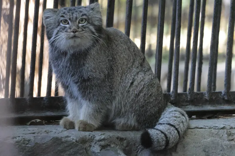ノヴォシビルスク動物園のカトゥンの写真