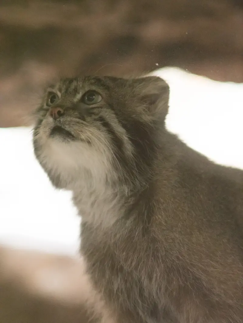 恩賜上野動物園のクリョンの写真