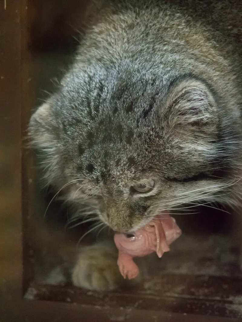 恩賜上野動物園のクリョンの写真