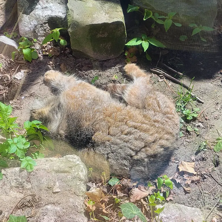 ウッチ動物園のパッツォの写真