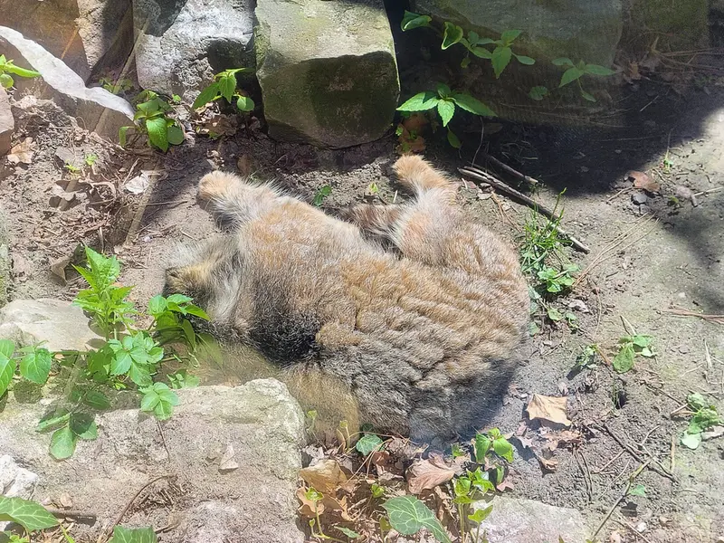 ウッチ動物園のパッツォの写真