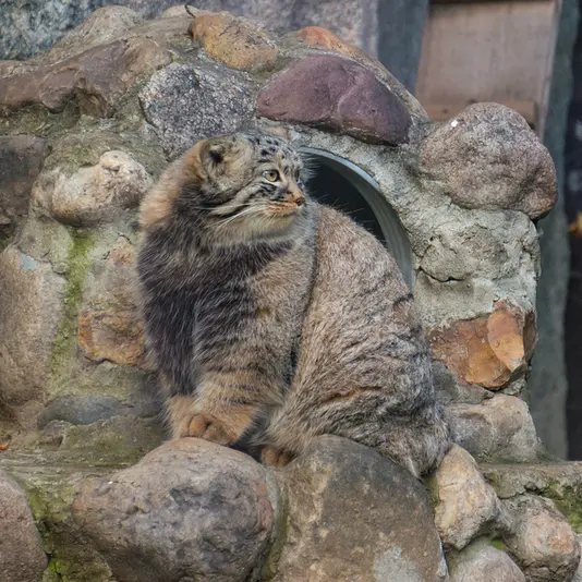 モスクワ動物園のダーライの写真