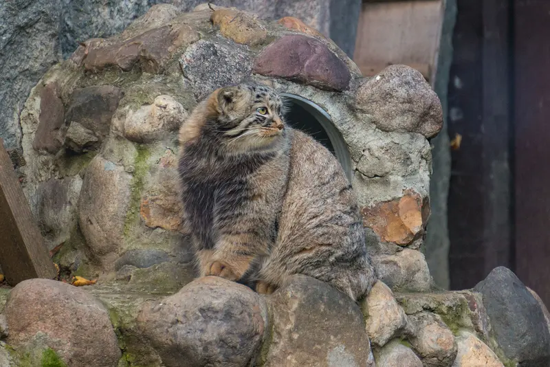 モスクワ動物園のダーライの写真