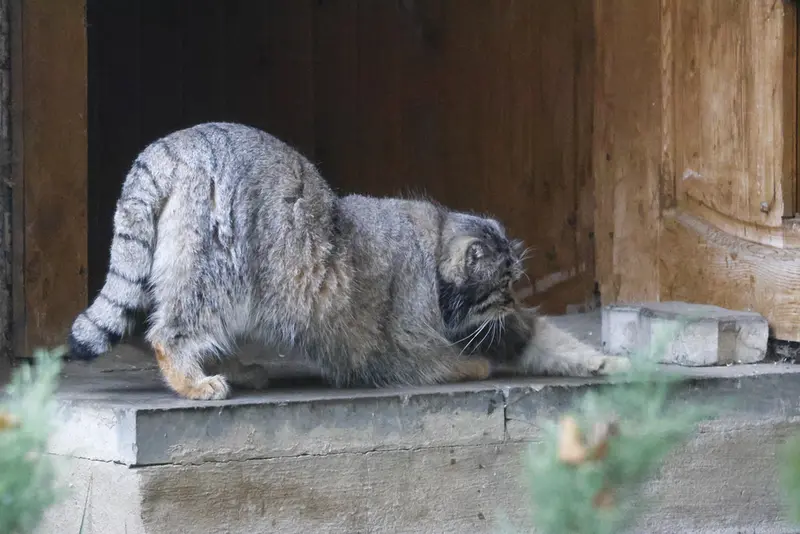 モスクワ動物園のティモフェイの写真