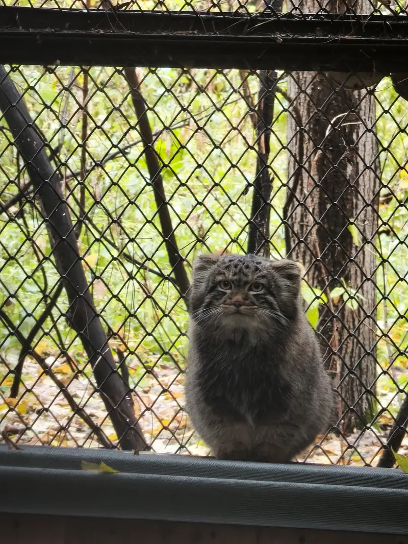 ノヴォシビルスク動物園のアデルの息子（2026年生まれ）Ⅰの写真