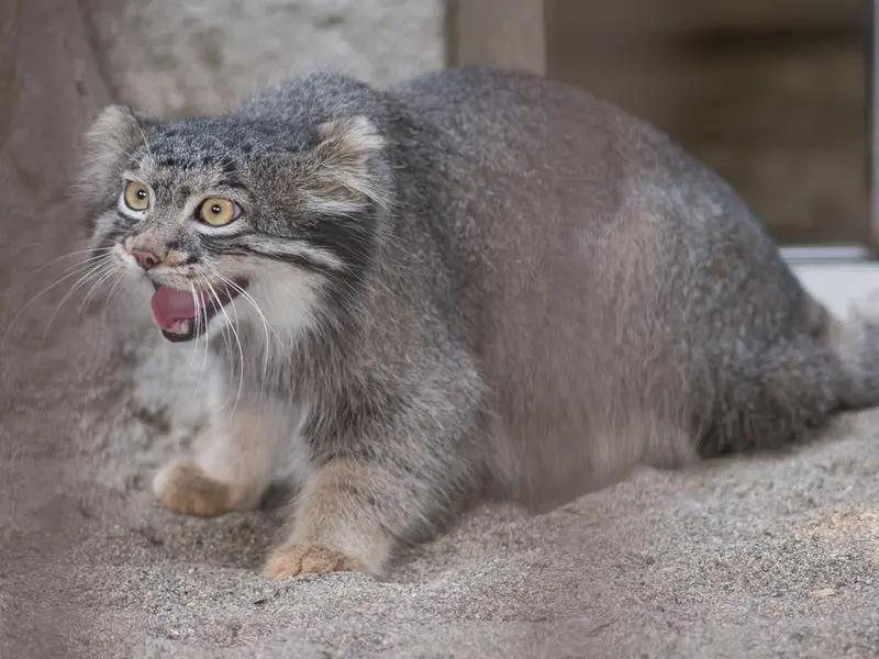 野毛山動物園のフィーガの写真