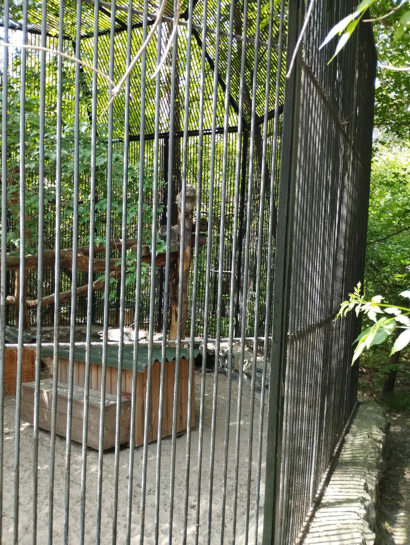 ノヴォシビルスク動物園のマヌルネコの写真