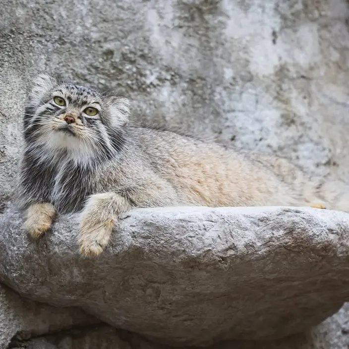 コロンバス動物園・水族館のティーナの写真